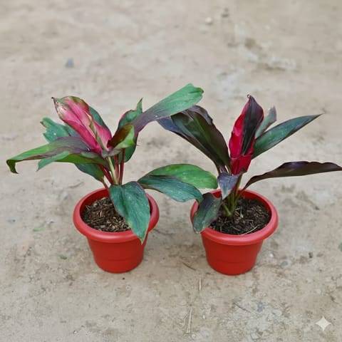 Set of 2 - Dracaena (Rosea & Kedarnath) in 6 Inch Classy Red Plastic Pot
