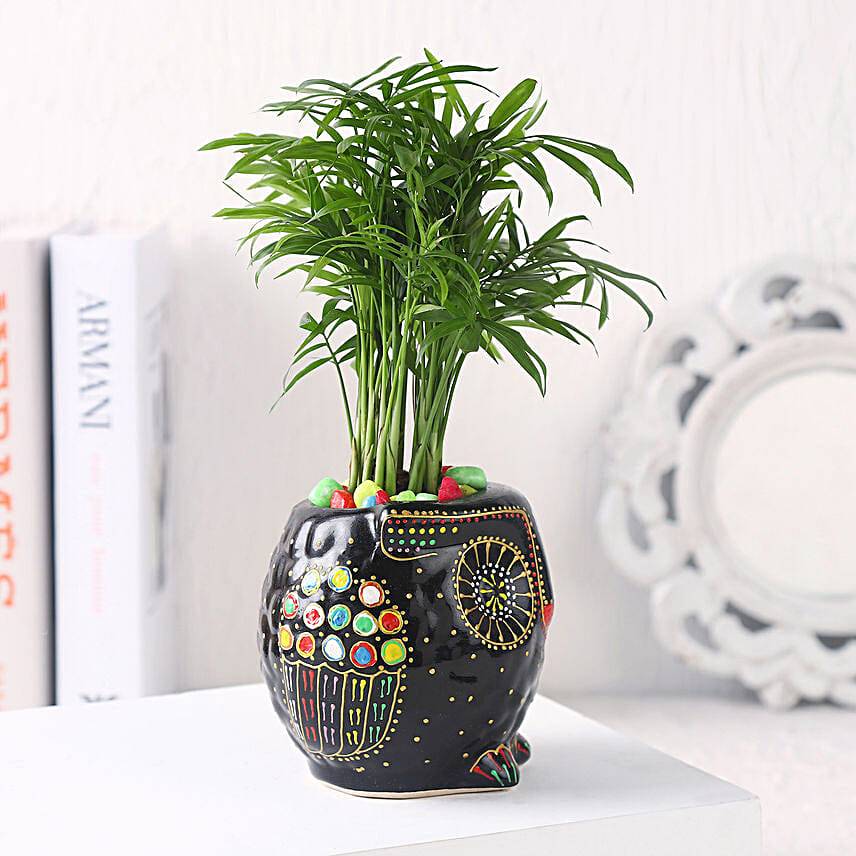 Gift of Fresh Air With Chamaedorea Plant
