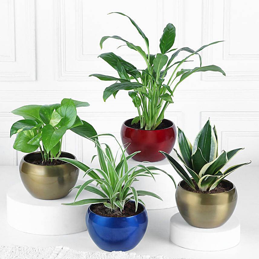 Gift Of Greens In Metallic Beauty Pots