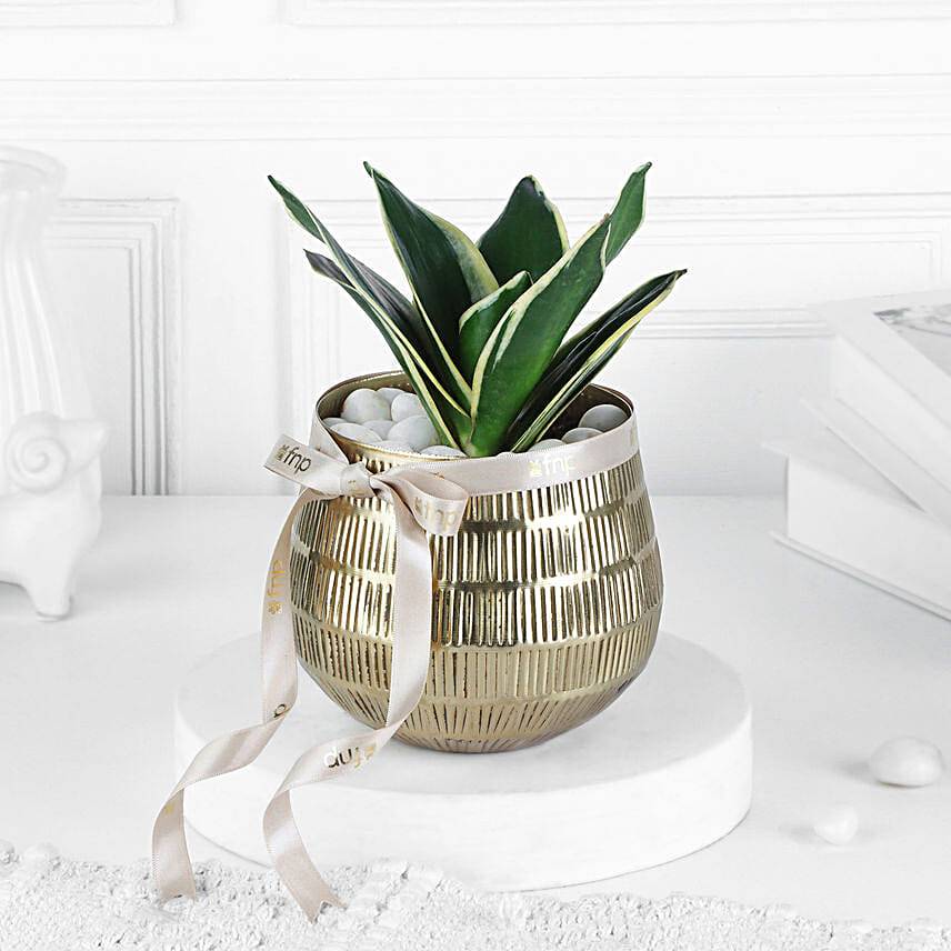 Golden Glow Sansevieria Birthday Planter