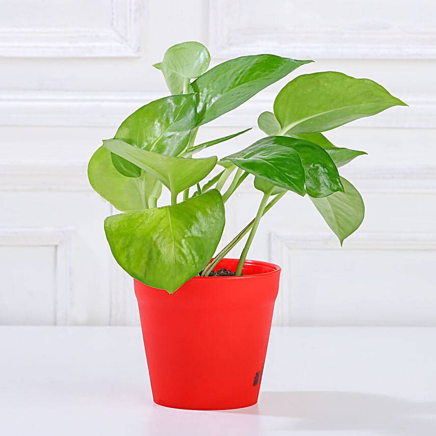 Golden Money Plant in Red Imported Plastic Pot
