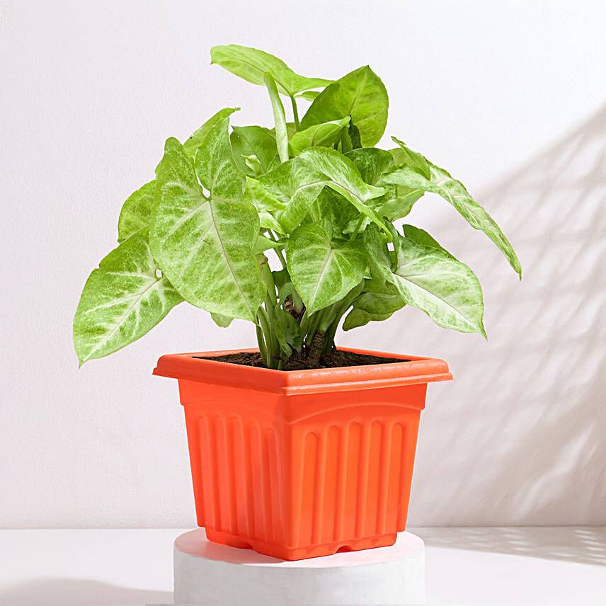 Golden Syngonium in Red Pot