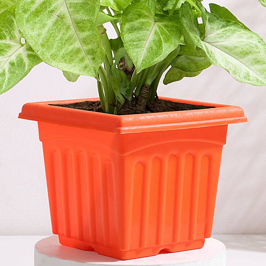 Golden Syngonium in Red Pot