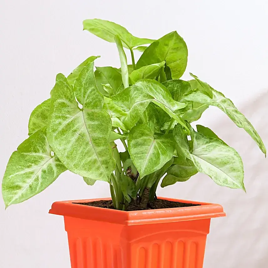 Golden Syngonium in Red Pot