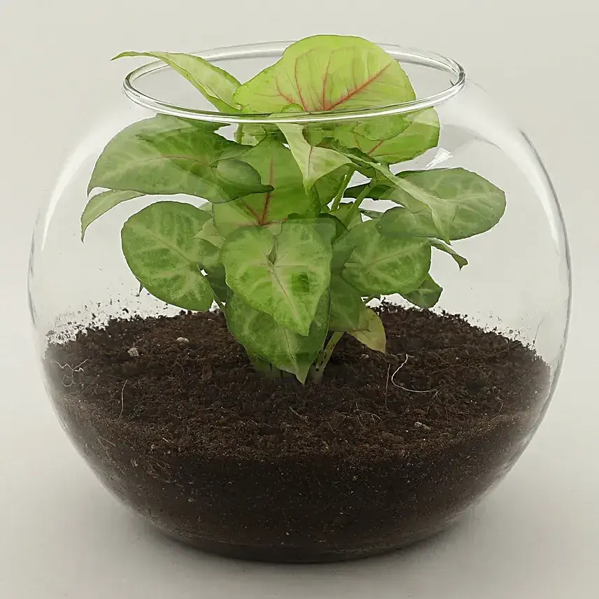Syngonium Plant In Glass Vase