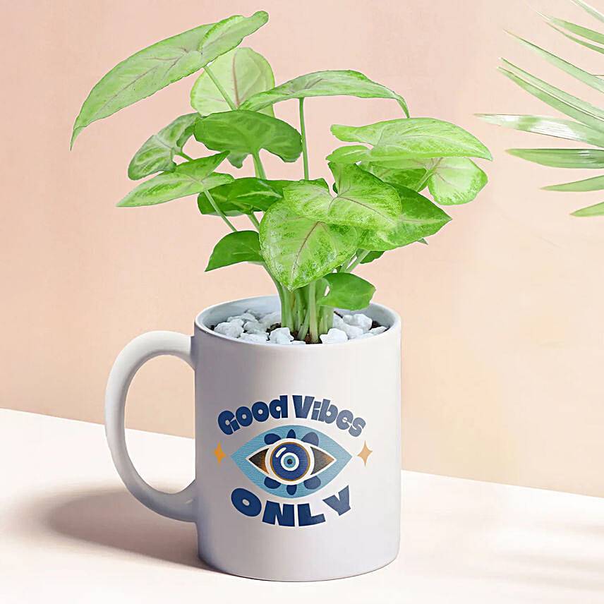 Good Vibes Only Syngonium