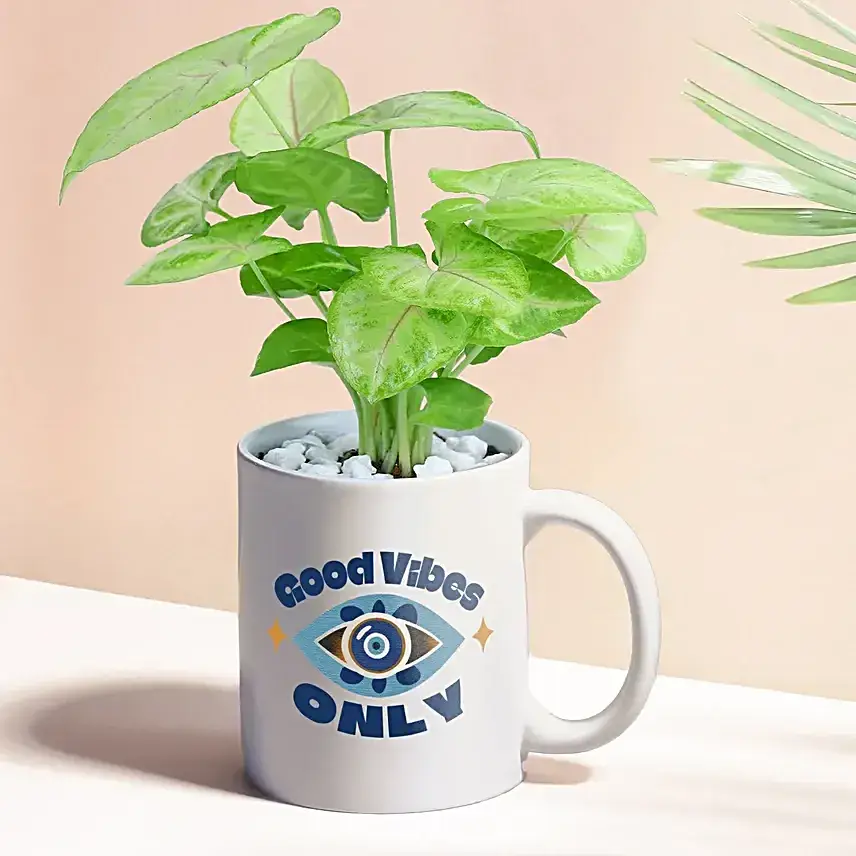 Good Vibes Only Syngonium