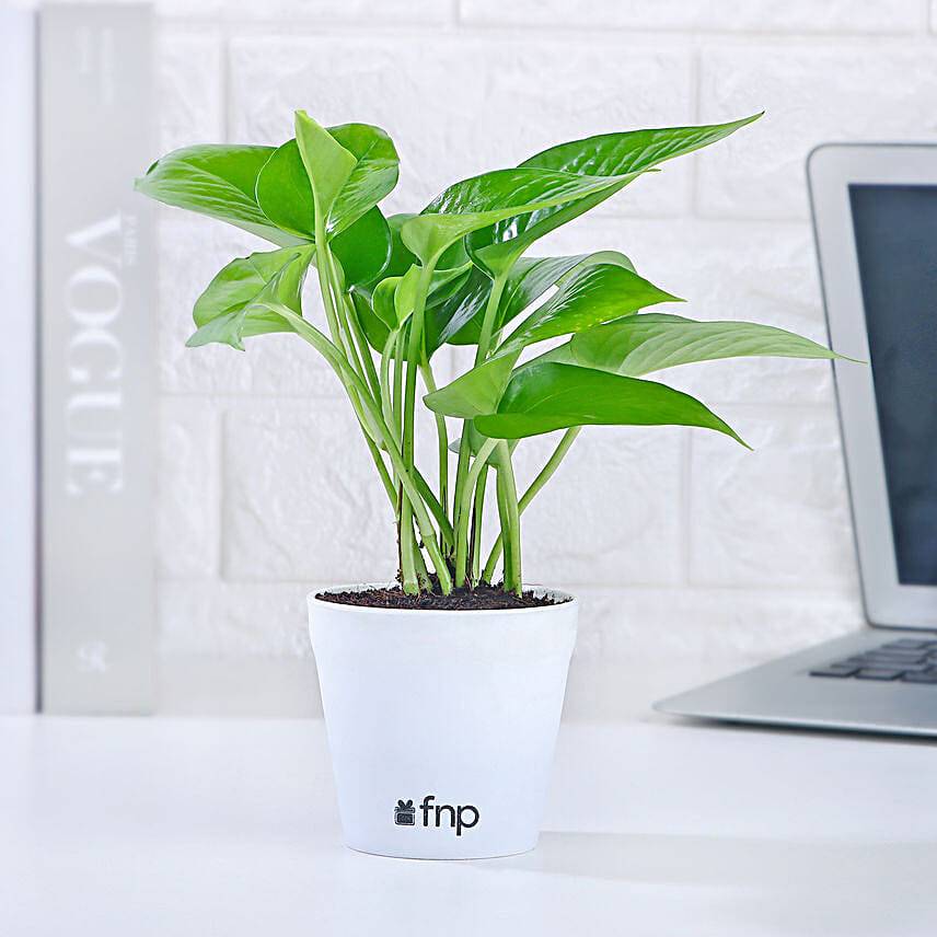 Grand 5 House Plant Set