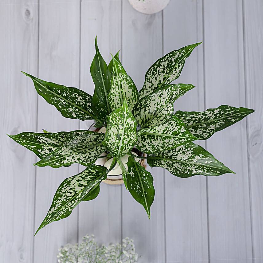Green Aglaonema Plant In Pebbled Jar