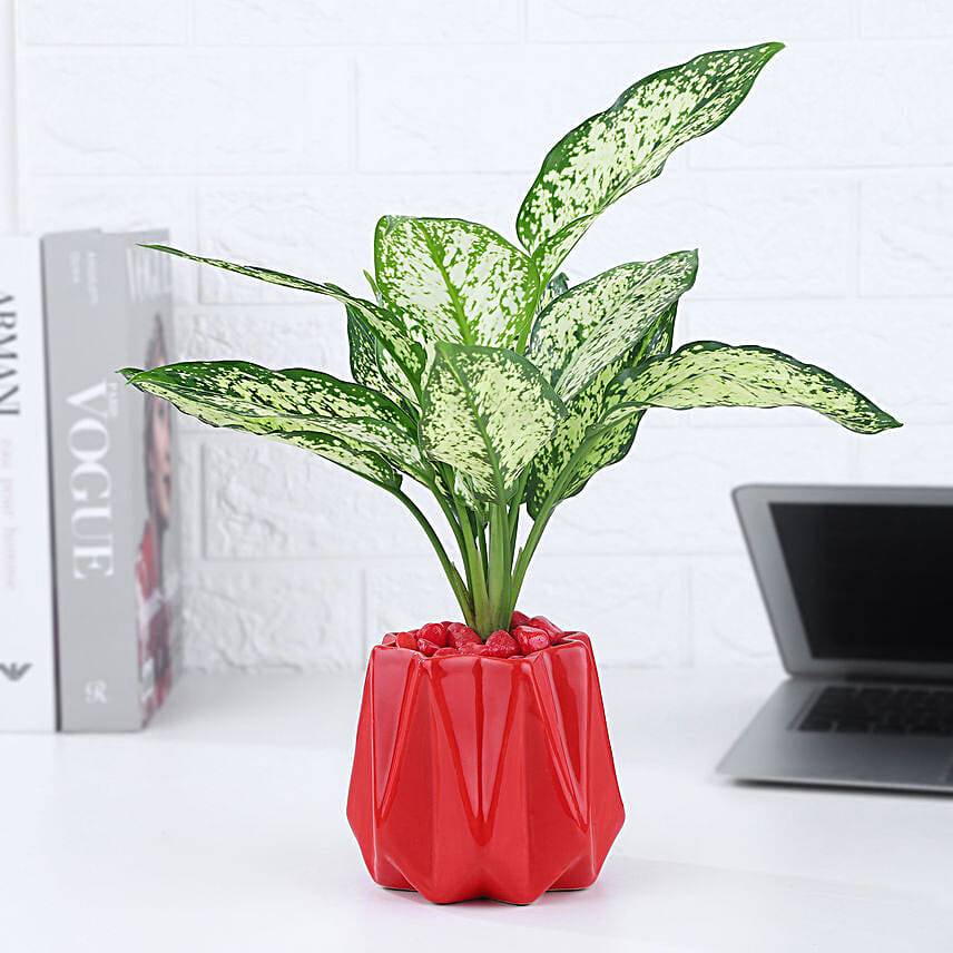 Green Aglaonema Plant In Red Stylish Pot