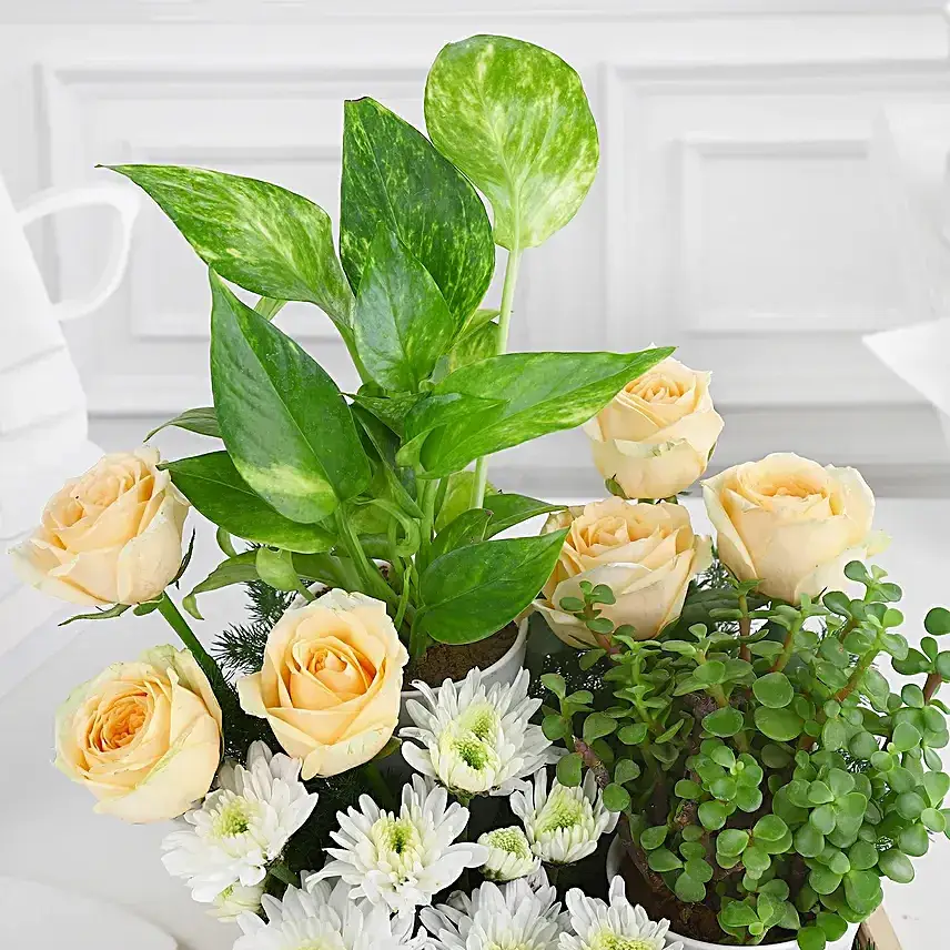 Green Babies & Floral Beauties Gift Tray