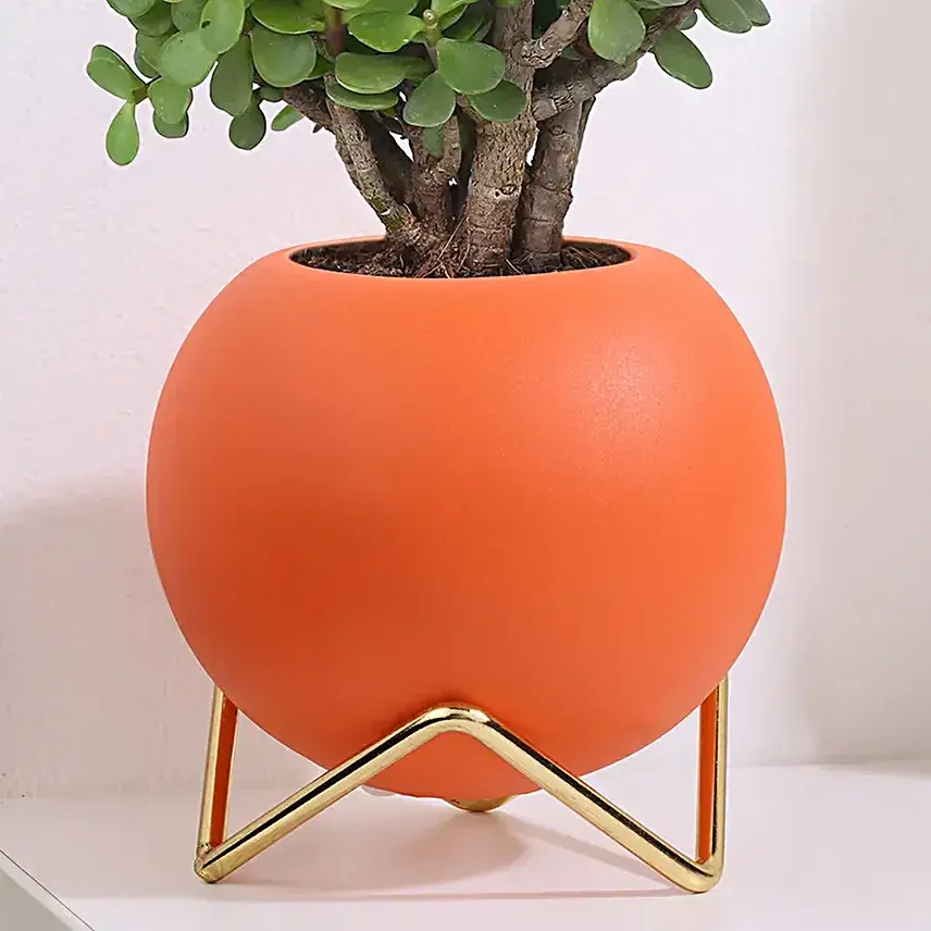 Green Jade Plant in Orange Pot