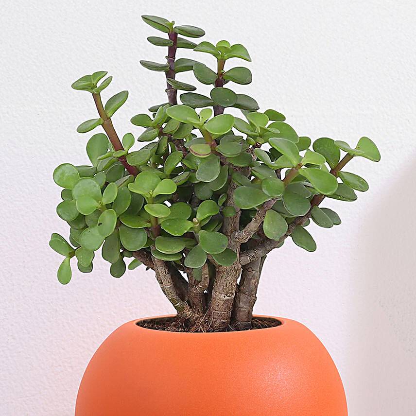 Green Jade Plant in Orange Pot
