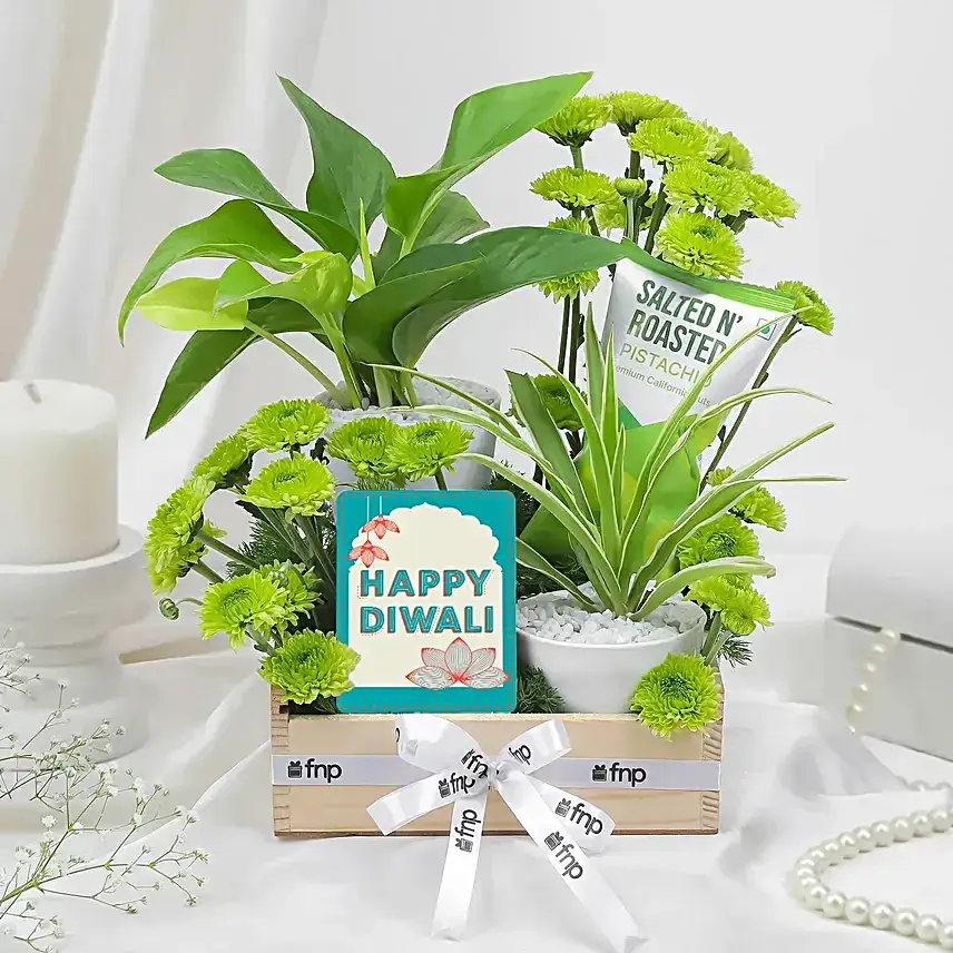 Green Prosperity Plant n Diwali Treats Set