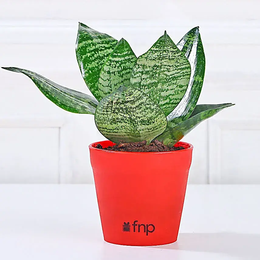 Green Sansevieria in Red Pot Gift