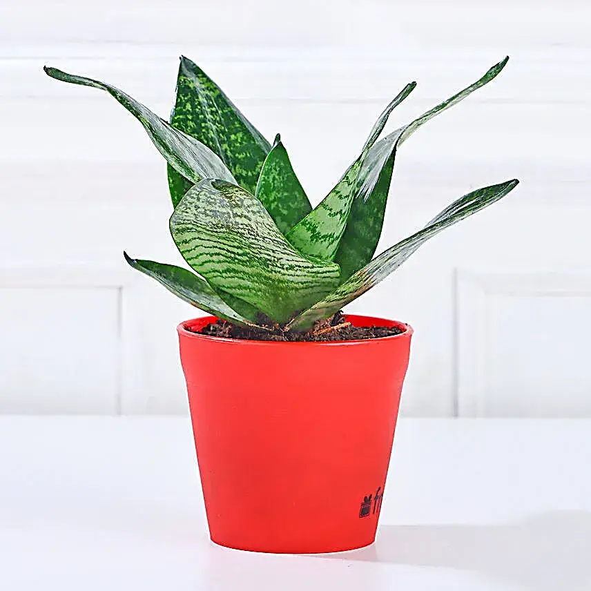 Green Sansevieria in Red Pot Gift