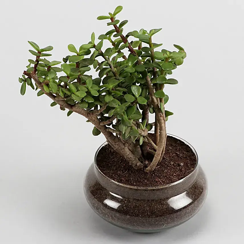 Green Sansevieria & Jada Plant In Potpori Bowls