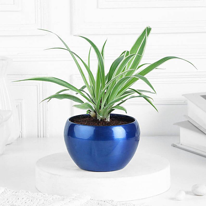 Green Serenity In Metallic Beauty Pots