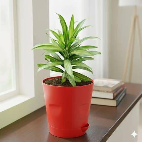 Song of India Green in 4 Inch Red Florence Self Watering Pot