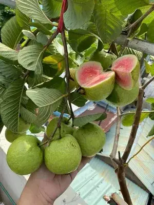 Red Madhuri (Grafted) Sweet Guava Plant (Pack of 1) Buy @ ₹499