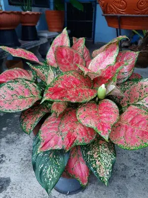 Aglaonema (Red) Air Purifying Indoor Plant For Home Decoration & Gardening (Pack Of 1) Buy @ ₹499