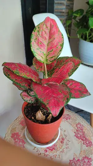 Aglaonema (Red) Air Purifying Indoor Plant For Home Decoration & Gardening (Pack Of 1) Buy @ ₹499