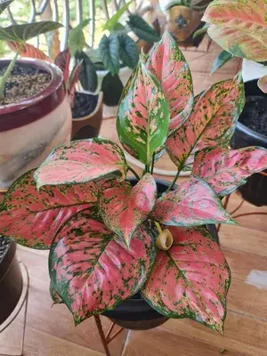 Aglaonema (Red) Air Purifying Indoor Plant For Home Decoration & Gardening (Pack Of 1) Buy @ ₹499