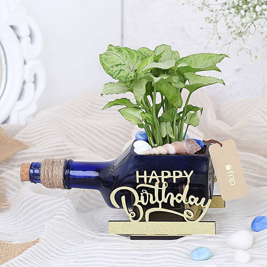 Happy Birthday Plant & Butterscotch Cake Combo