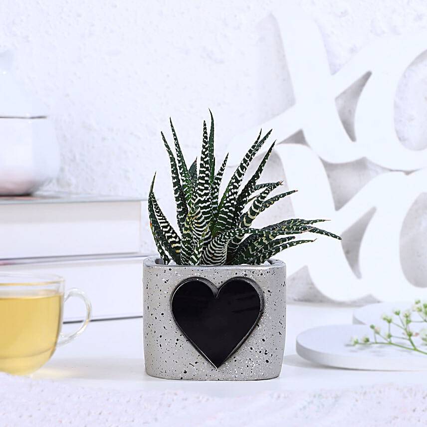 Haworthia Bliss For Valentine's