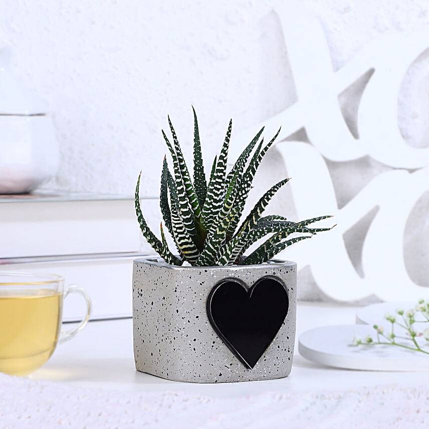 Haworthia Bliss For Valentine's