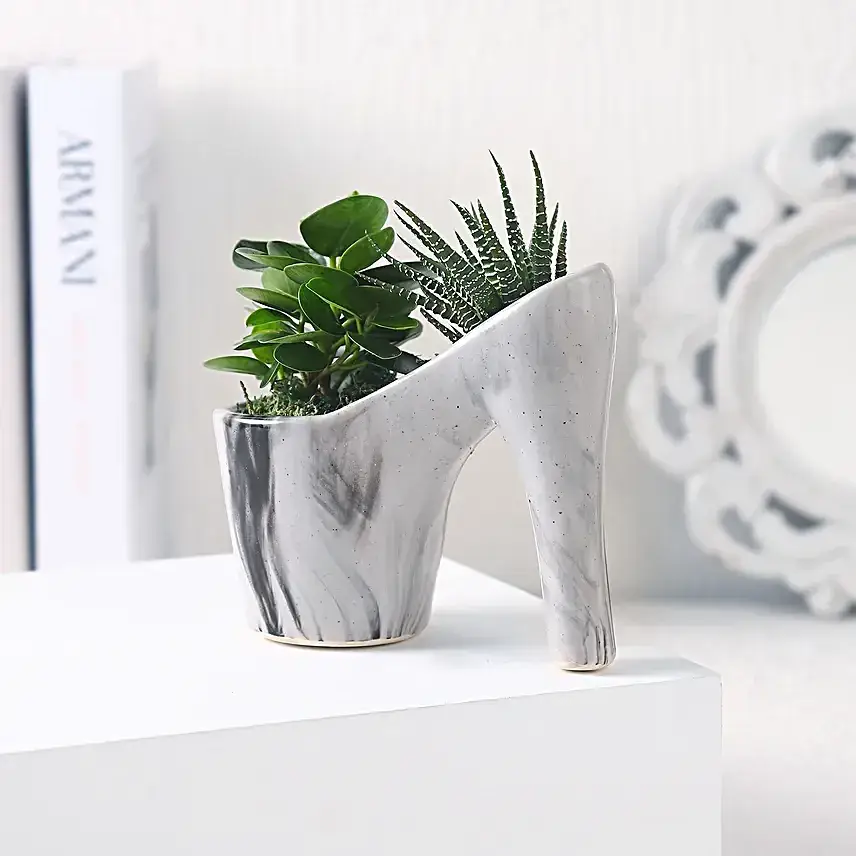 Haworthia & Ficus in Ceramic Pot