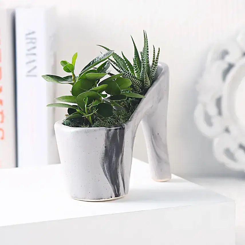 Haworthia & Ficus in Ceramic Pot