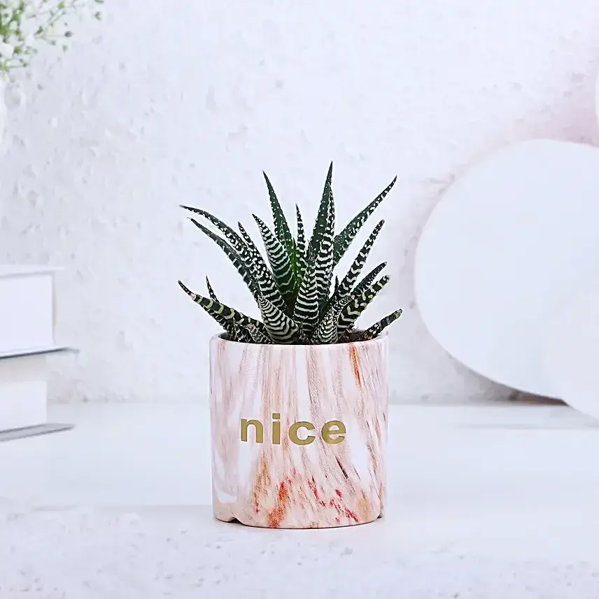 Haworthia Plant In Marble Touch Hearty Pot