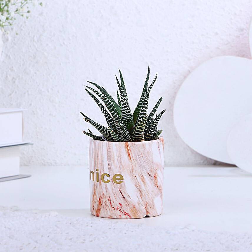 Haworthia Plant In Marble Touch Hearty Pot