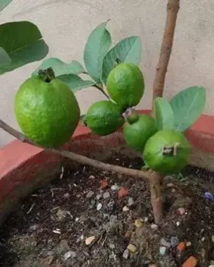 Baraipur (Grafted) Guava Hybrid Live Plant 1.5-3.5 Ft (Pack of 1) Buy @ ₹499