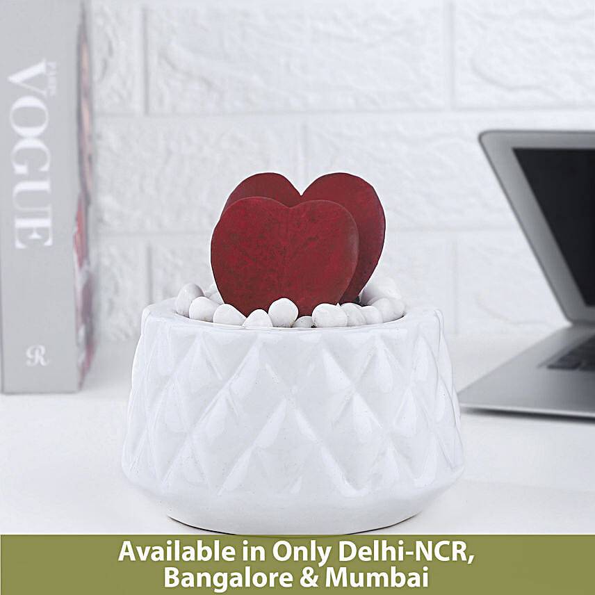 Hoya Love Plant In Burfi Cut Pot