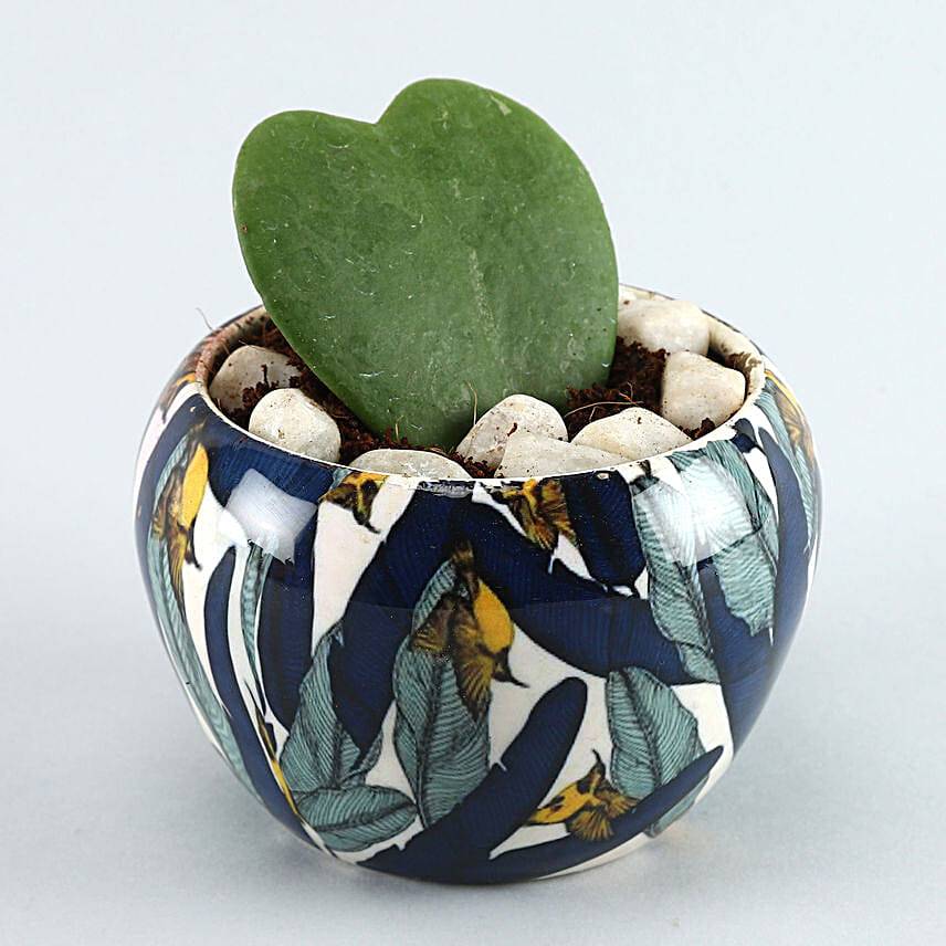 Hoya Plant Blue & White Metal Pot