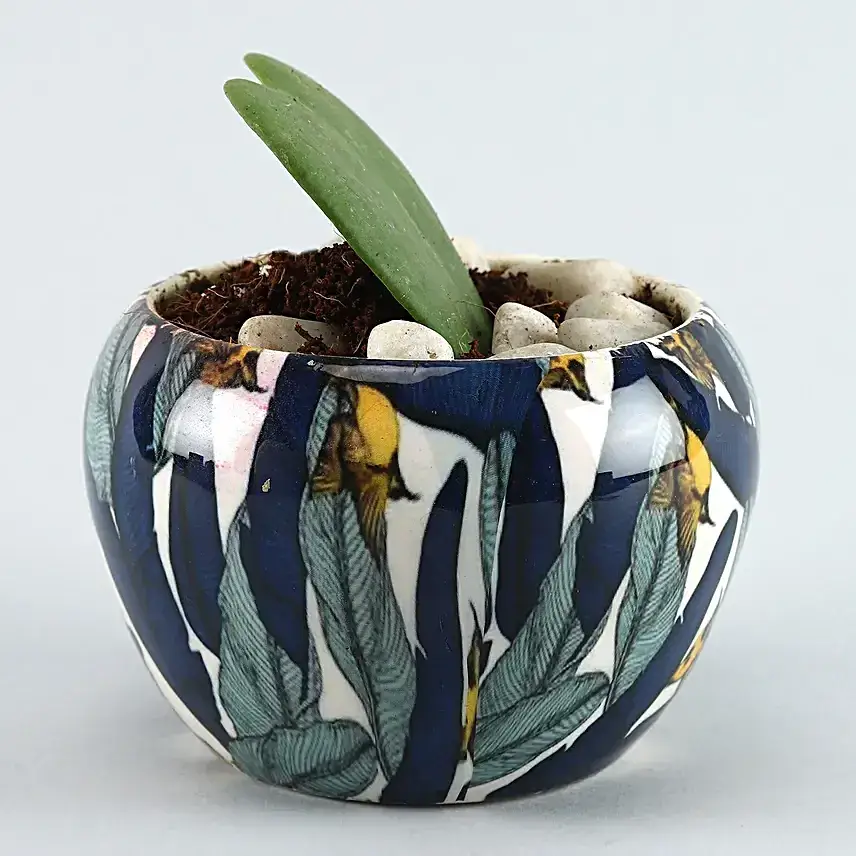 Hoya Plant Blue & White Metal Pot