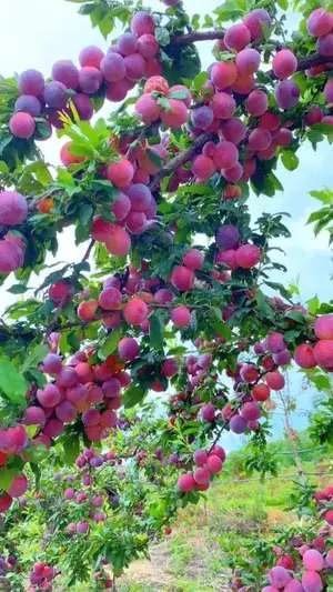 Greenery Nursery® Well Watered Hybrid Alubukhara Plant & Tree (1.5-3.5 Ft Height) For Home Garden, Pack Of 1 Buy @ ₹499