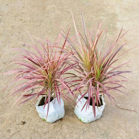 Set of 2 - Dracaena Colorama / Marginata in 7 Inch Nursery Bag