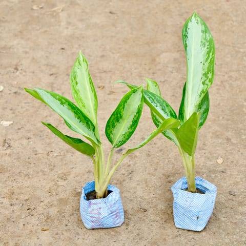 Set of 2 - Aglaonema Broad Leaf in 4 Inch Nursery Bag