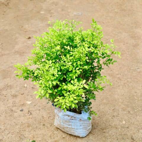 Madhu Kamini / Murraya (Any Colour) in 10 Inch Nursery Bag