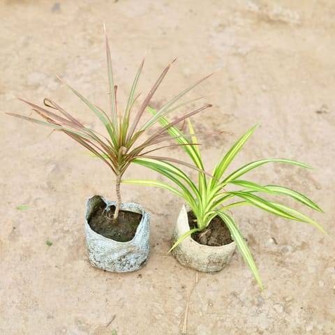 Set of 2 - Dracaena colorama / Marginata & Golden Spider in 5 Inch Nursery Bag