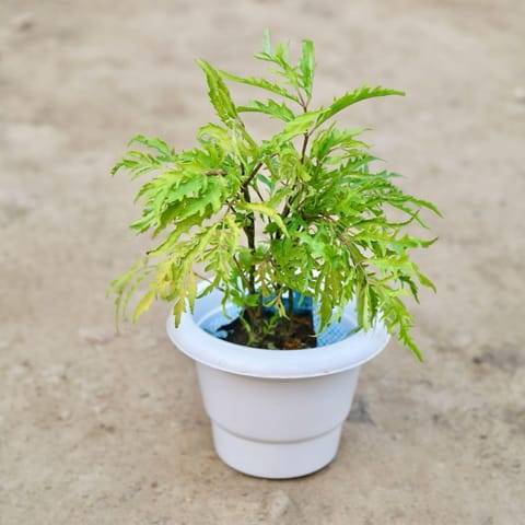 Aralia Neem in 6 Inch Classy White Plastic Pot