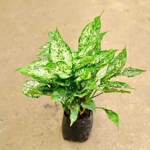 Aglaonema Snow White in 8 Inch Nursery Bag