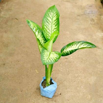 Dieffenbachia Plant in 5 inch nursery bag