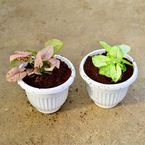 Set of 2 - Syngonium Golden & Pink in 8 Inch White Olive Plastic Pot