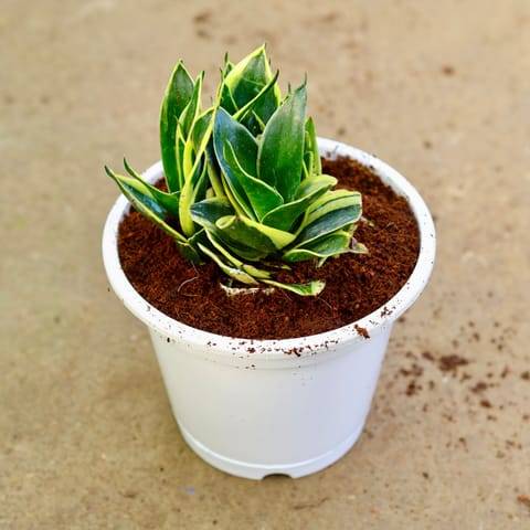 Snake Dwarf in 8 Inch White Nursery Pot
