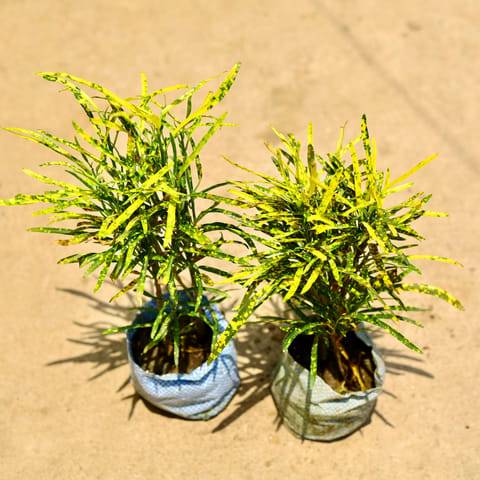 Set of 2 - Chironji Croton in 4 Inch Nursery Bag