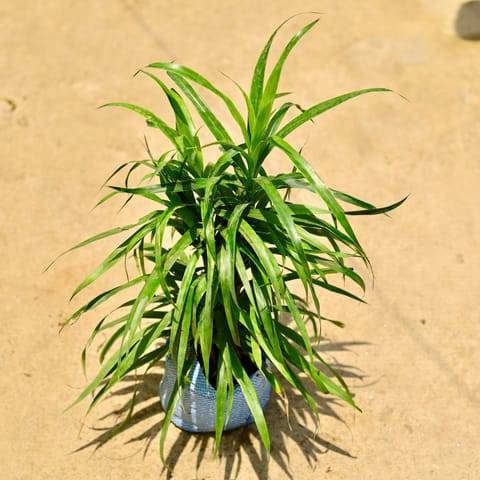 Dracaena Green in 8 Inch Nursery Bag